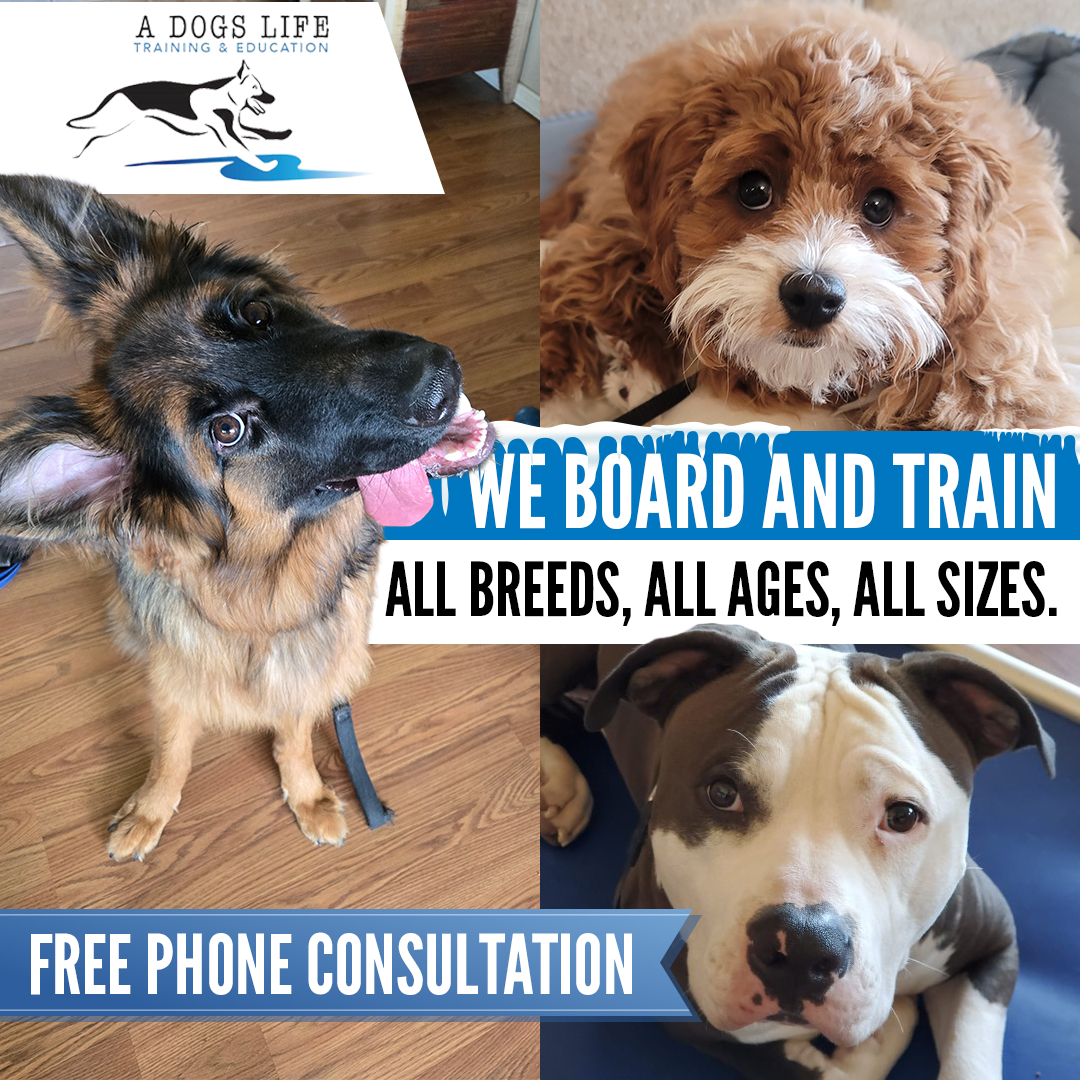 Finally, a Dog Who Listens 💯