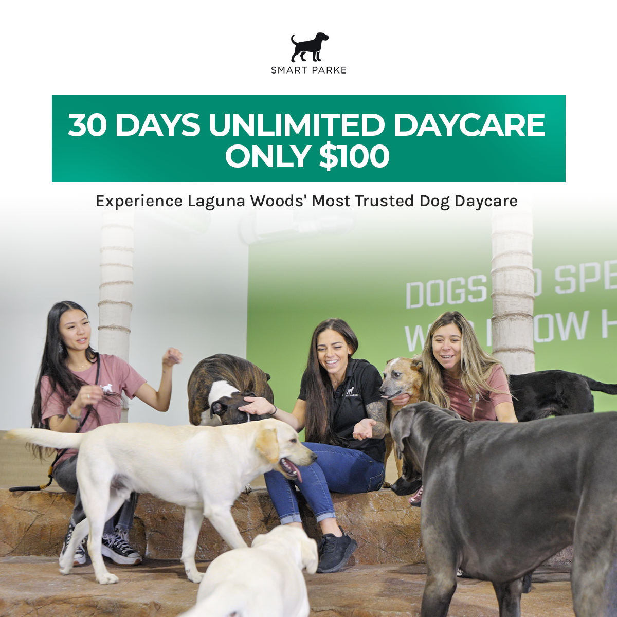 Premium Dog Daycare in Laguna Woods
