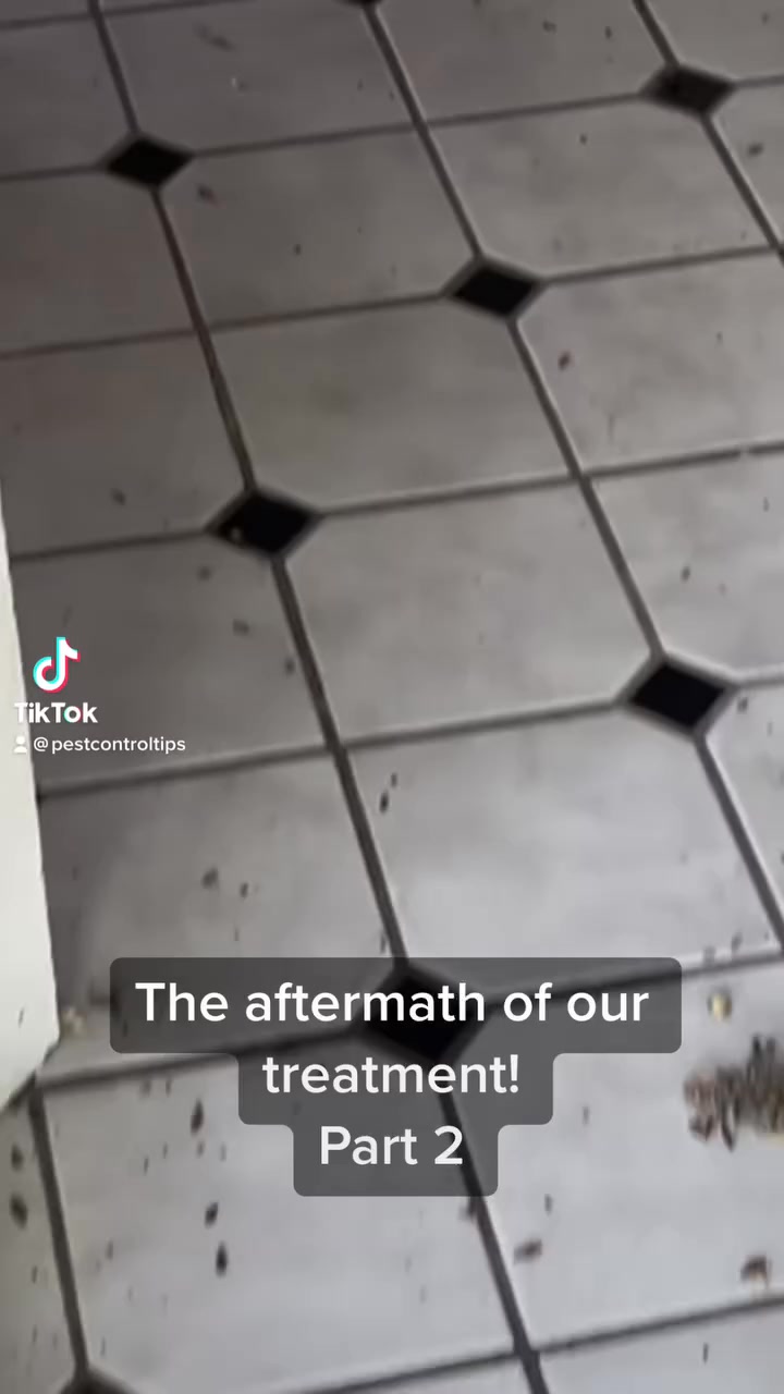 Webenex Services Pest Control Pest Control ad creative