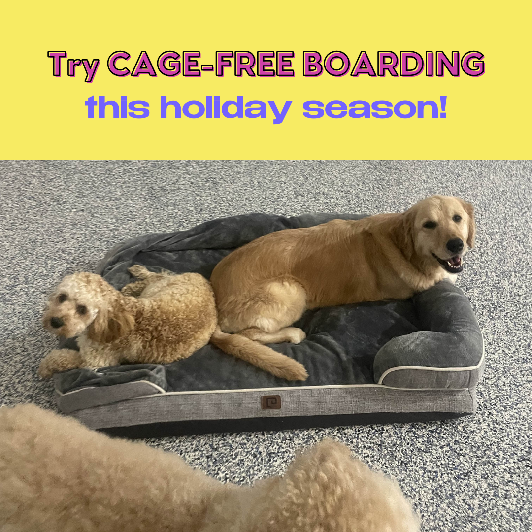 Thanksgiving Boarding Filling Fast!