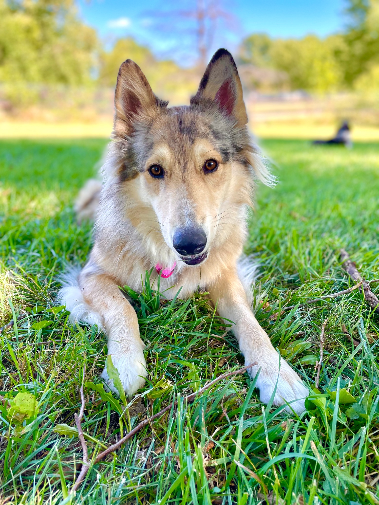 Connected Dog Training