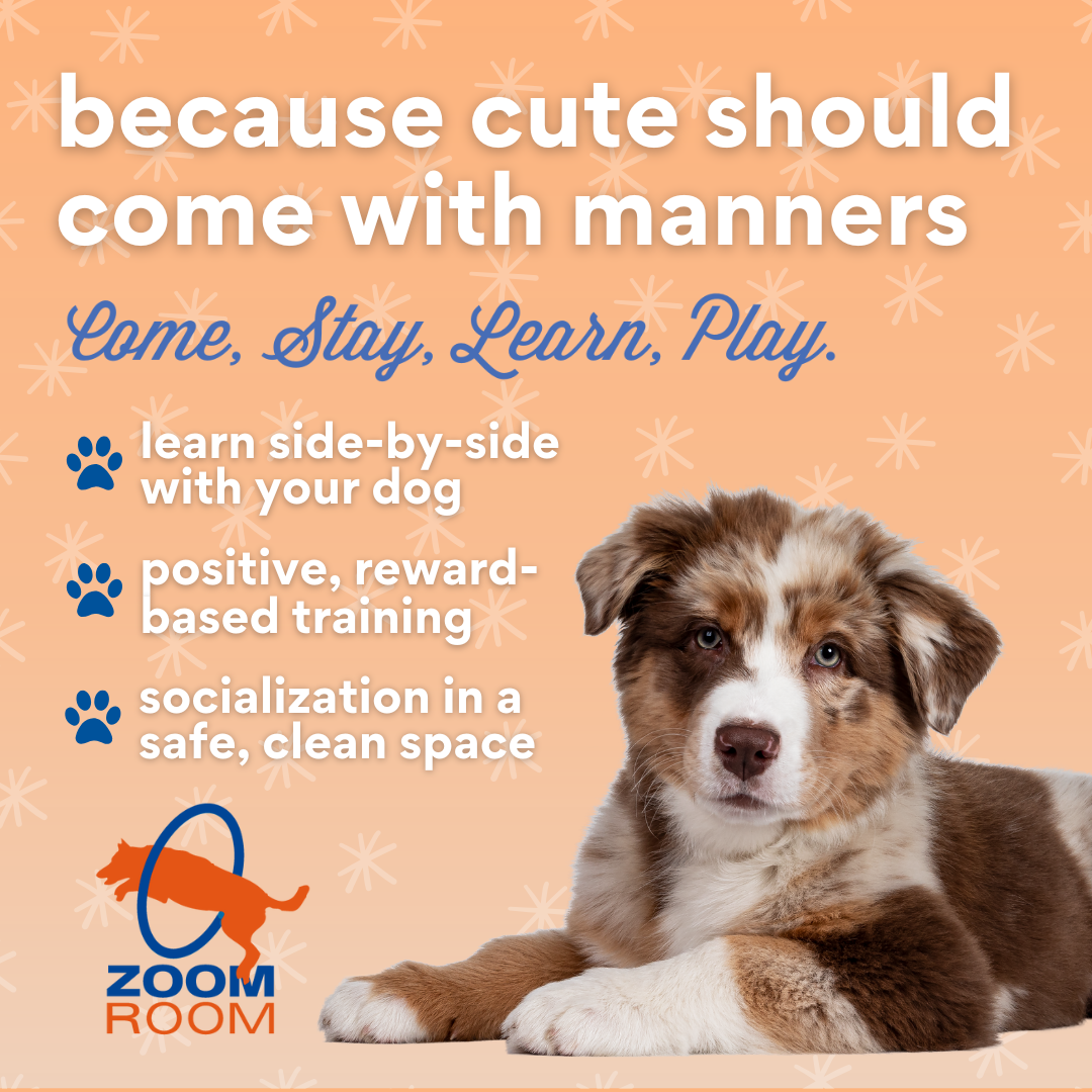 Zoom Room Dog Training Dog Training ad creative