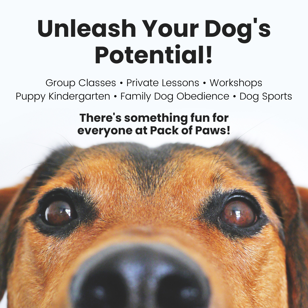 Improve Your Dog's Behavior