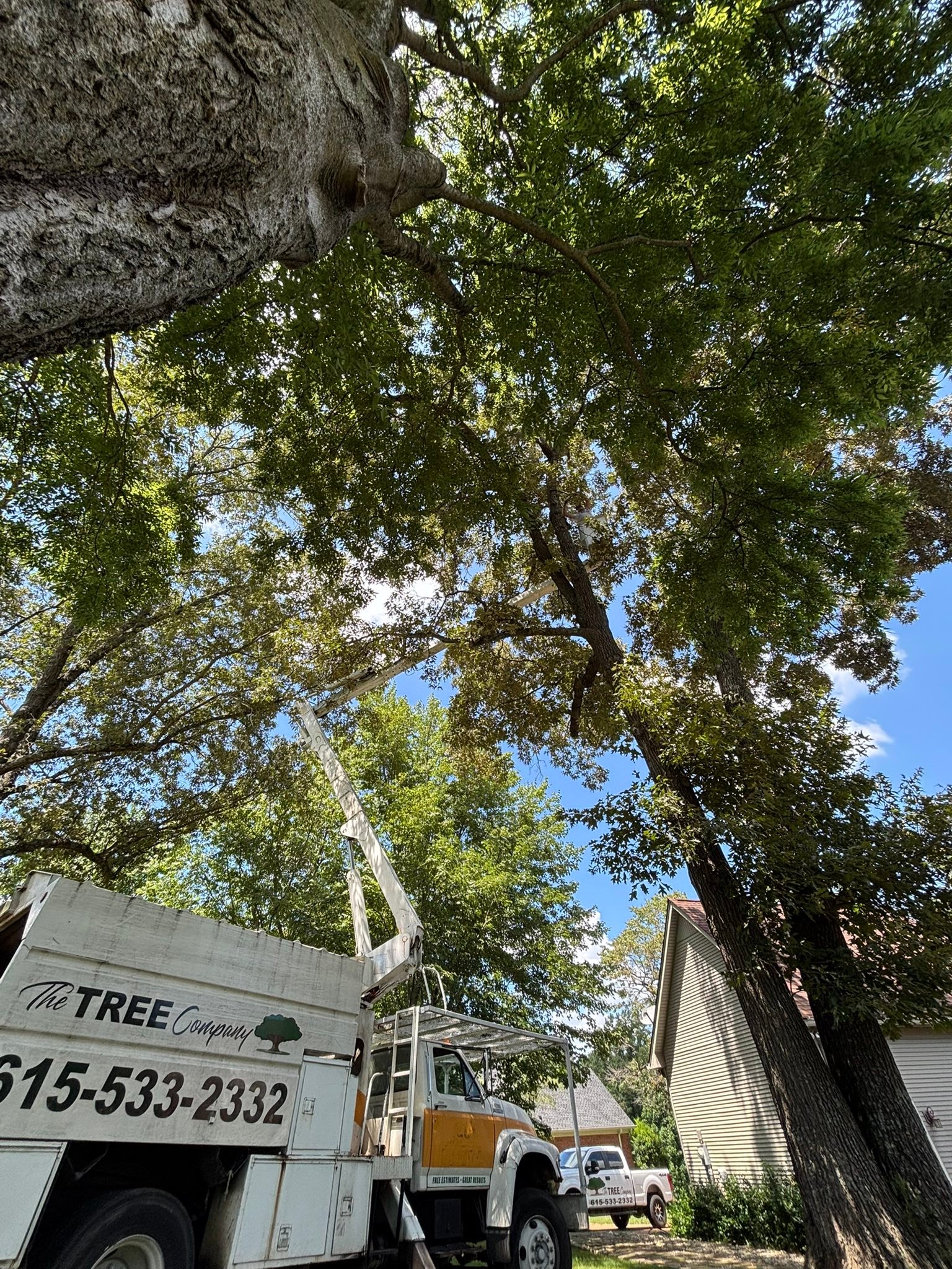 ✅Tennessee's Trusted Tree Crew – Fast. Fair. Clean.