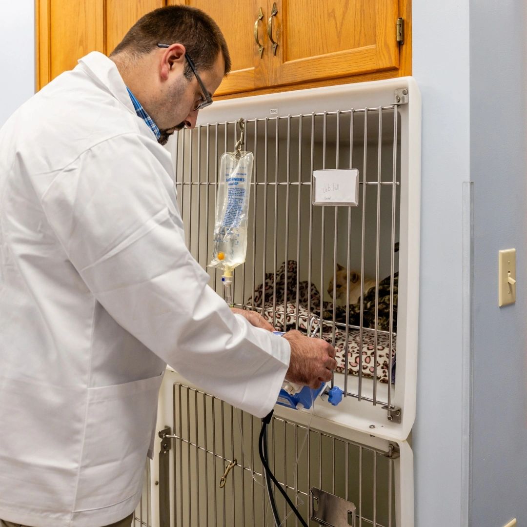 Sedalia Veterinary Services