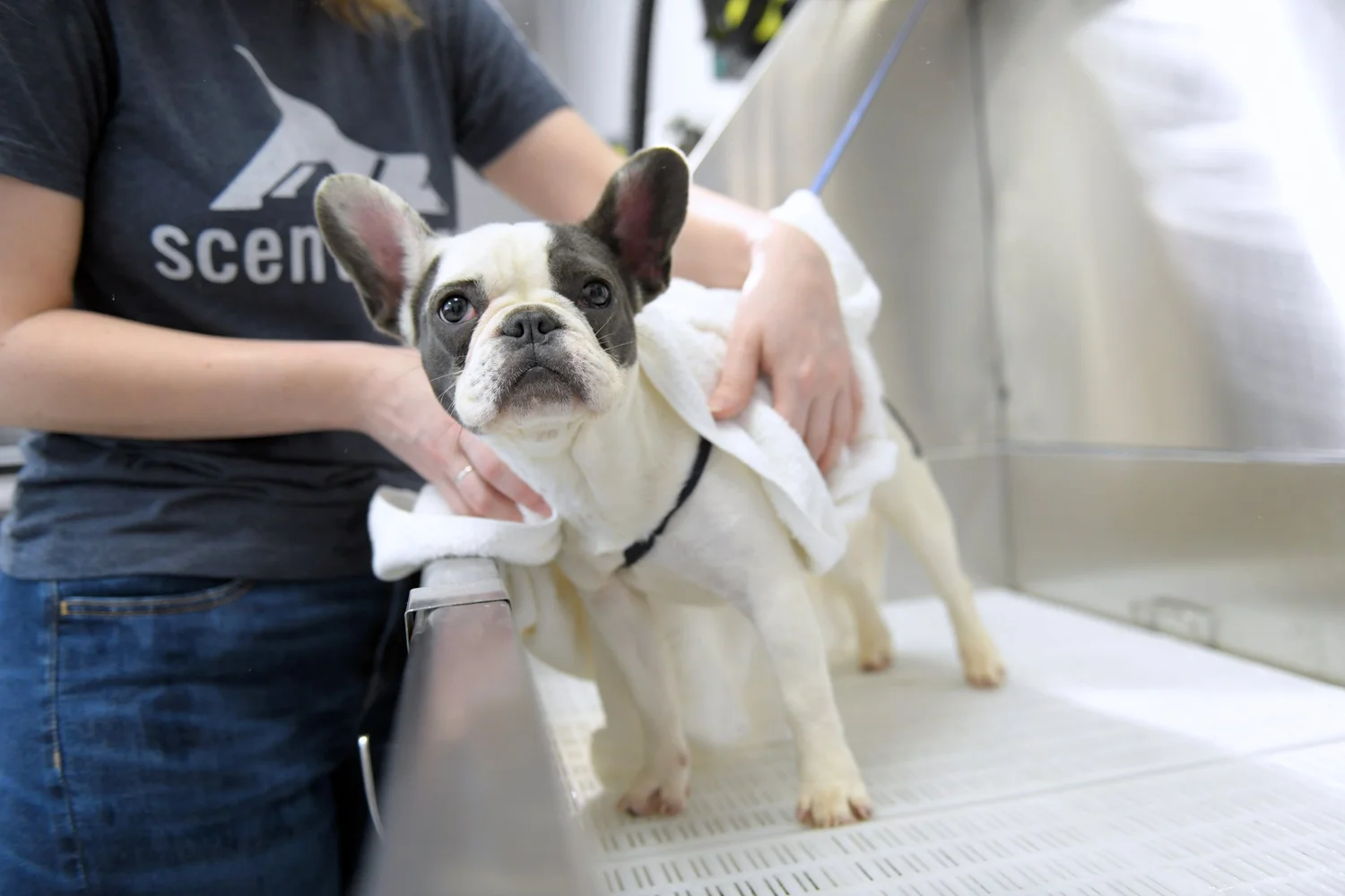 Scenthound Pet Grooming ad creative