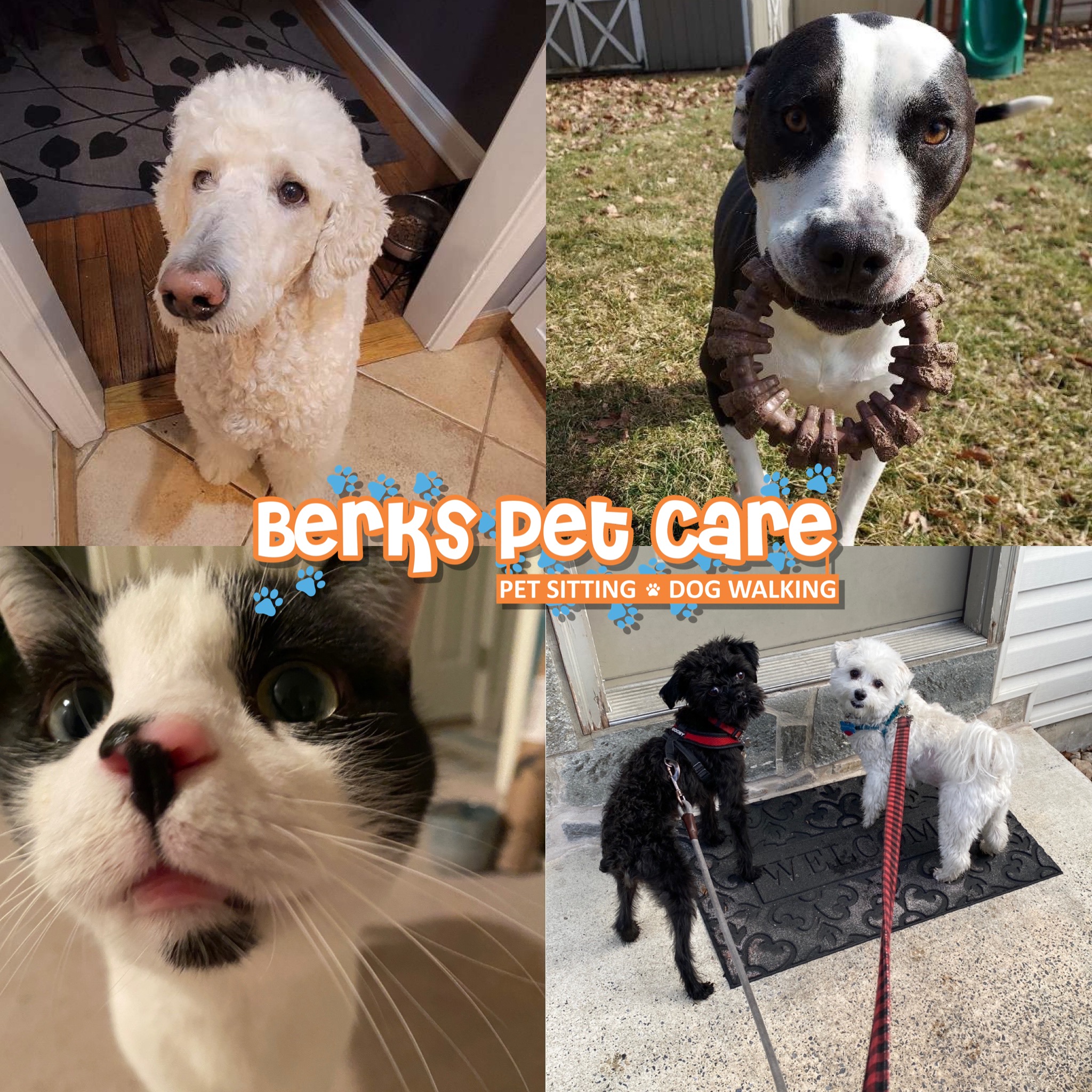 Berks #1 Dog Walking Company