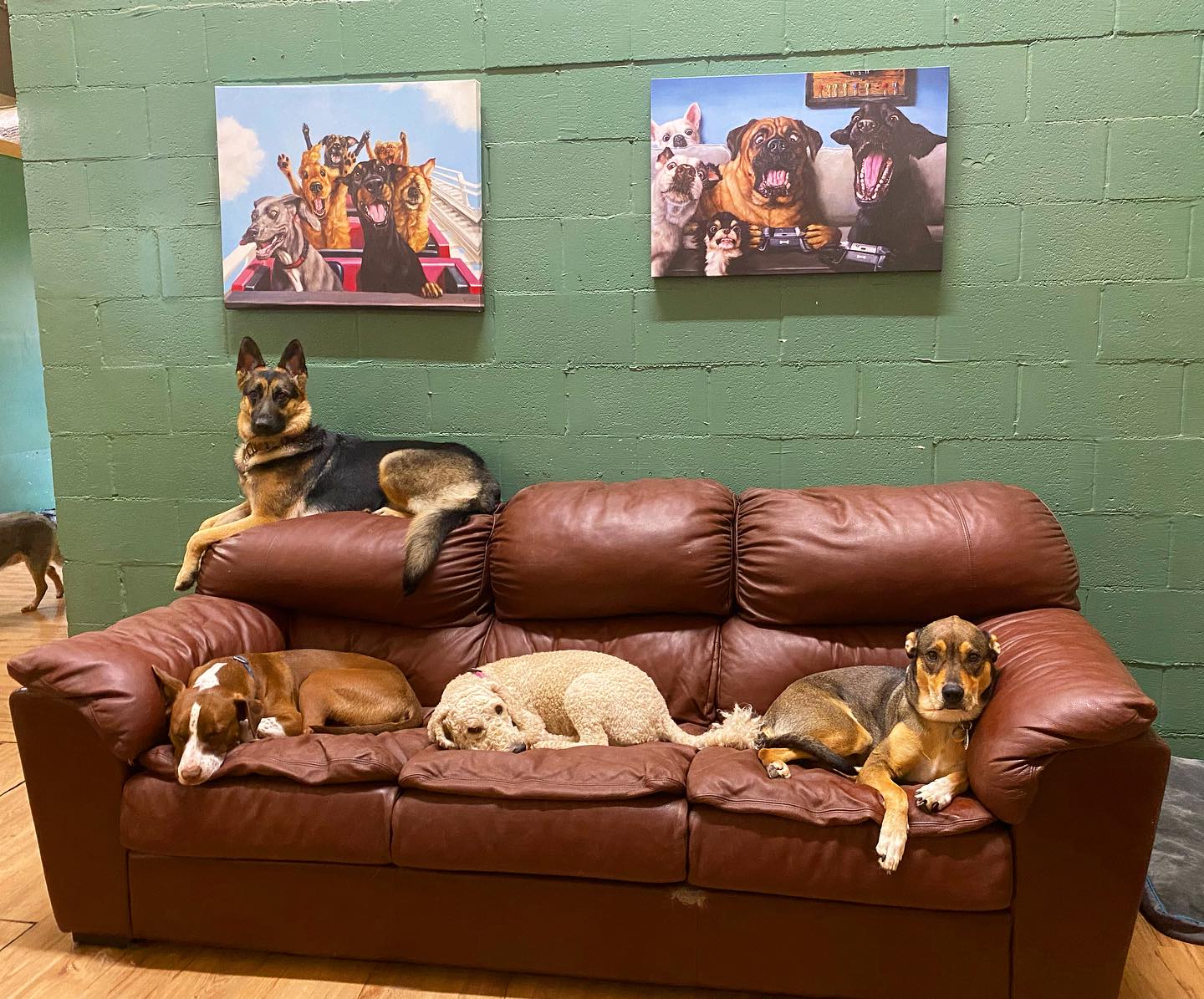 Tahoe Best Friends Pet Boarding ad creative