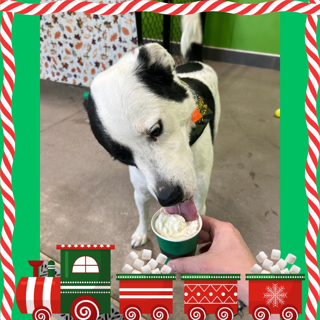 City Bark Centennial