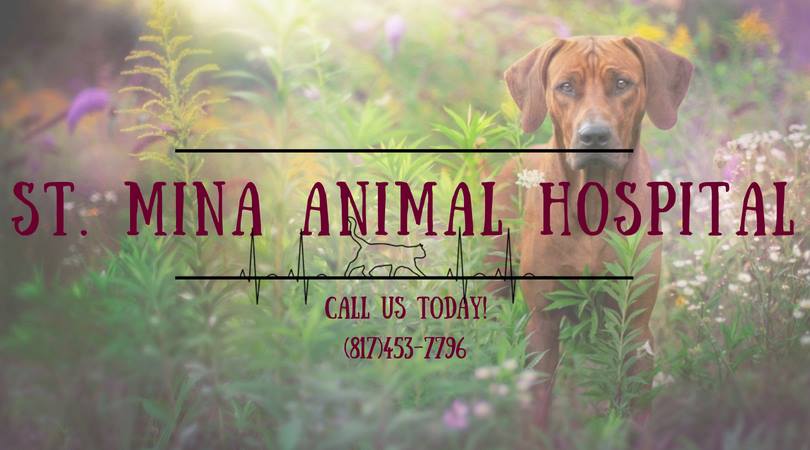 St. Mina Animal Hospital Veterinarian ad creative