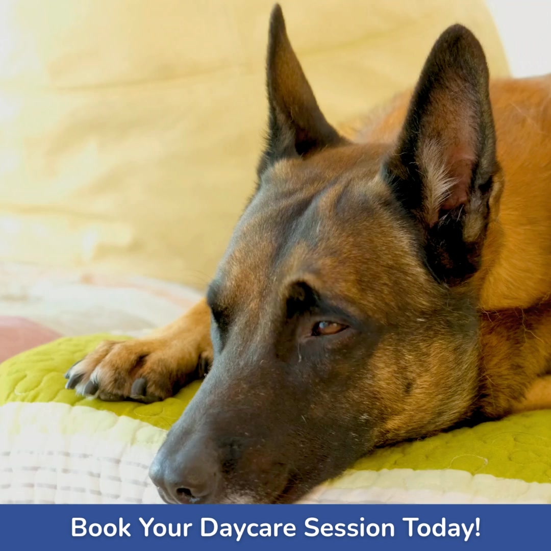 Your Pup’s New Favorite Place