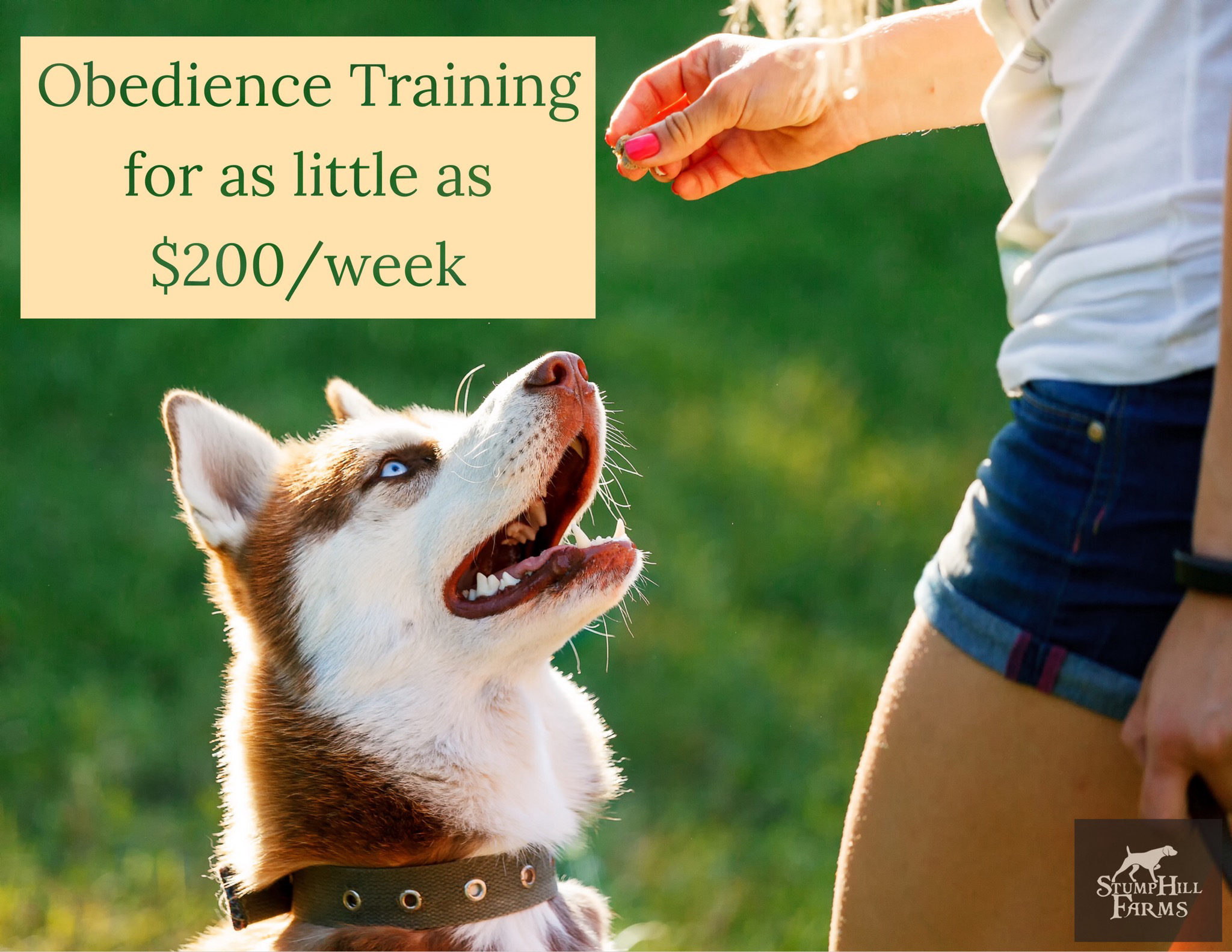 Stump Hill Farms - Kennel Dog Training ad creative