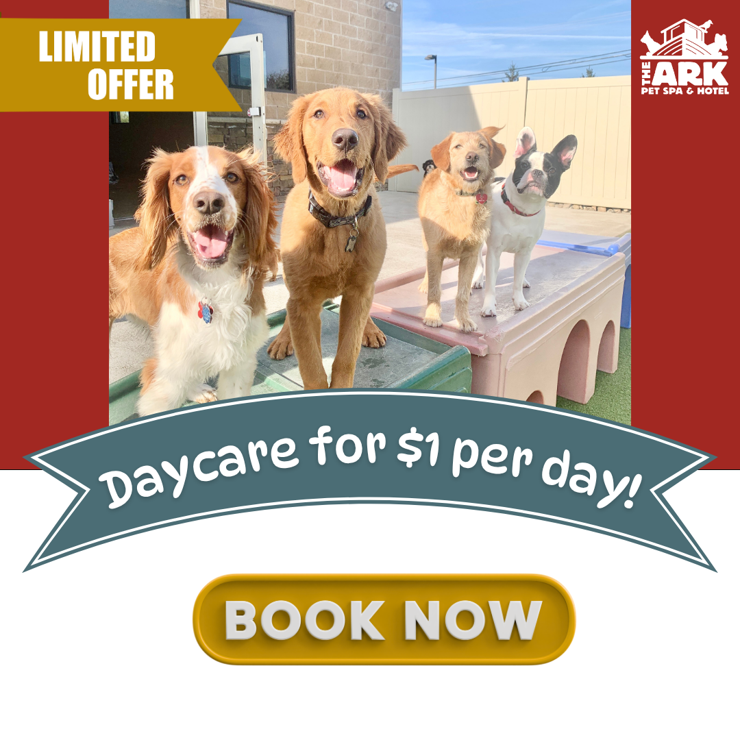 The Ark Pet Spa and Hotel Southside Pet Boarding ad creative