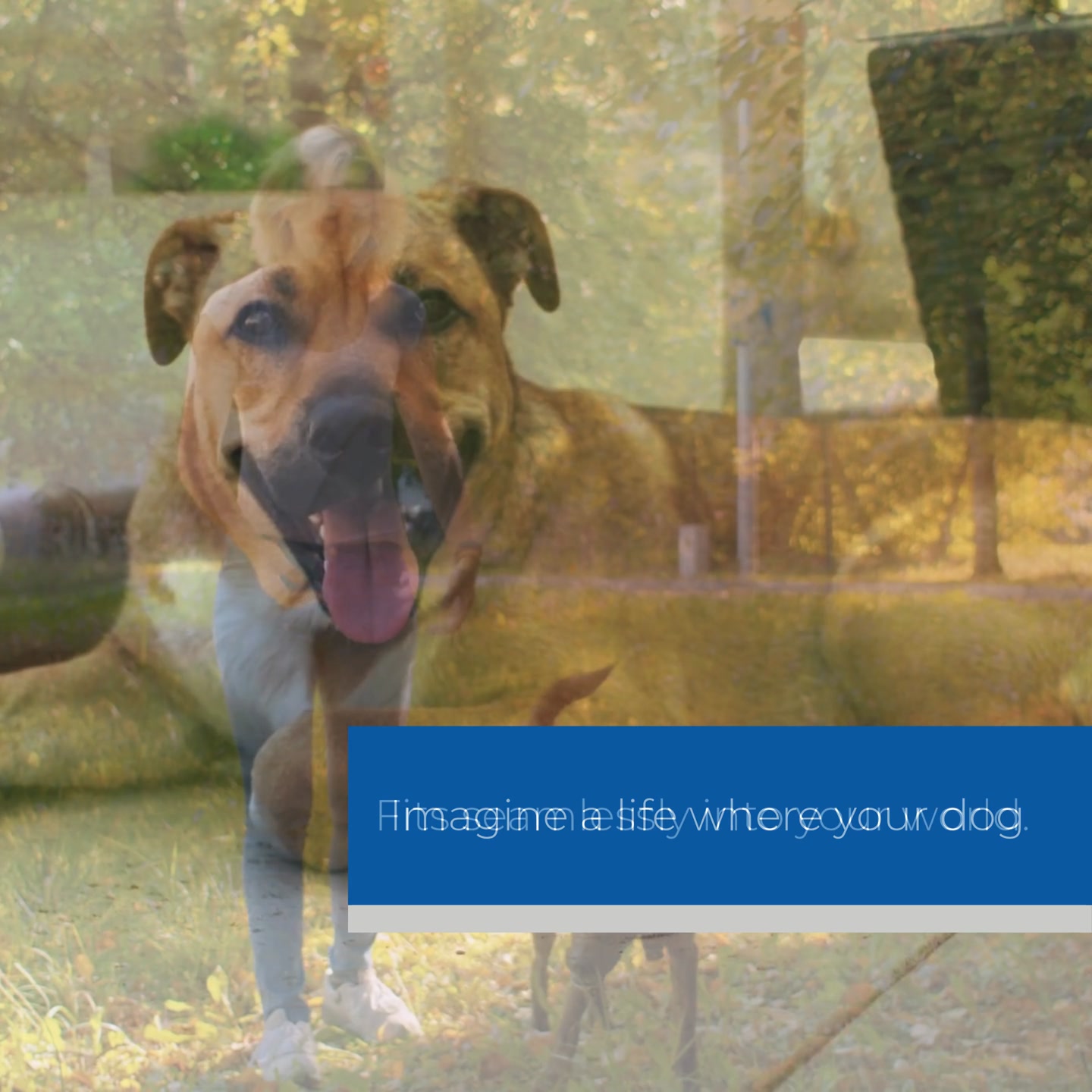 Train your dog for the life you want to live together.