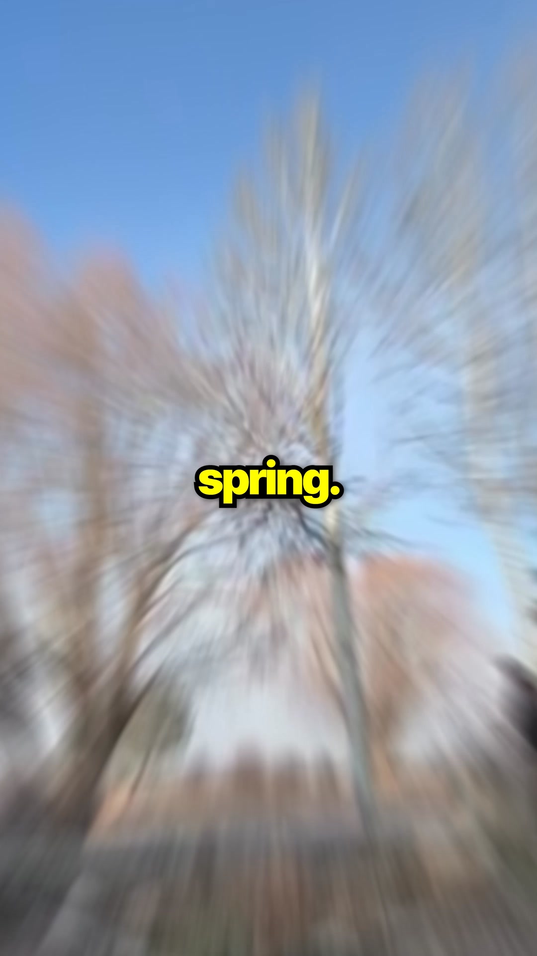 Save Up to $500 on Winter Tree Removal 🌲❄️