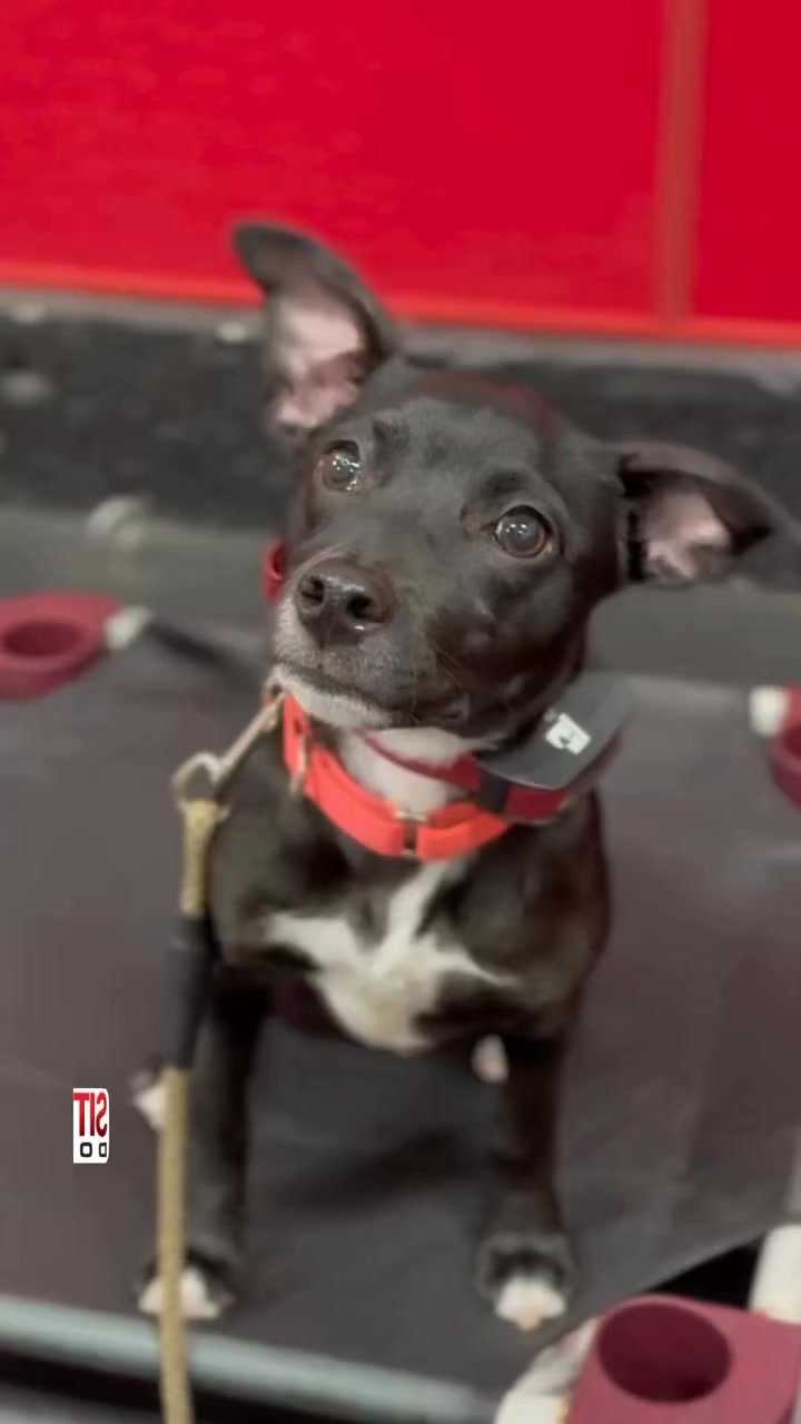 Building Brave, Confident Dogs 🐶