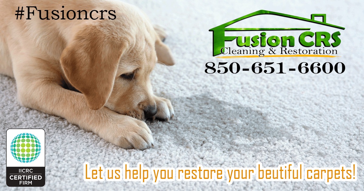 Fusion Cleaning & Restoration