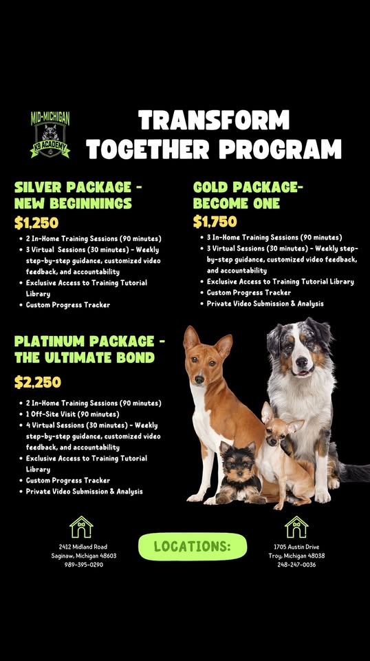 Train Your Dog at Home!