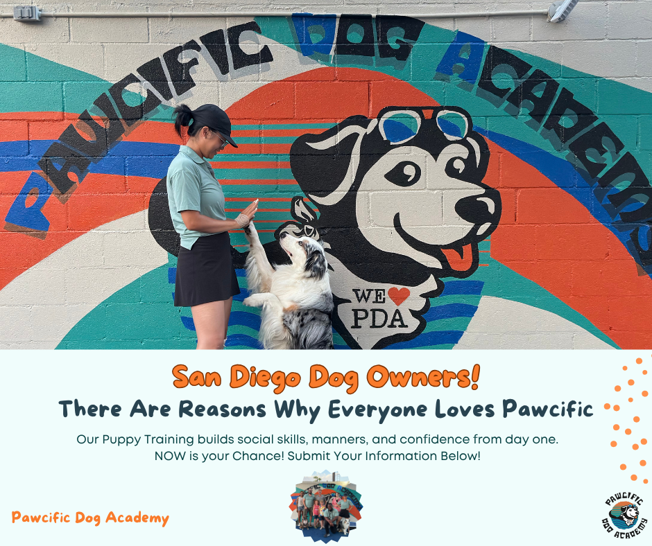 Transform Your Dog Fast 🐾