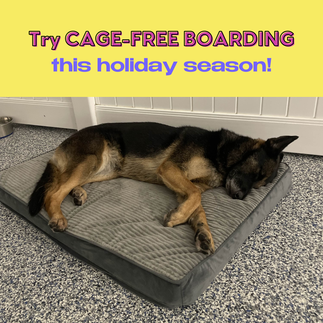 Dan's Pet Care Pet Sitting ad creative