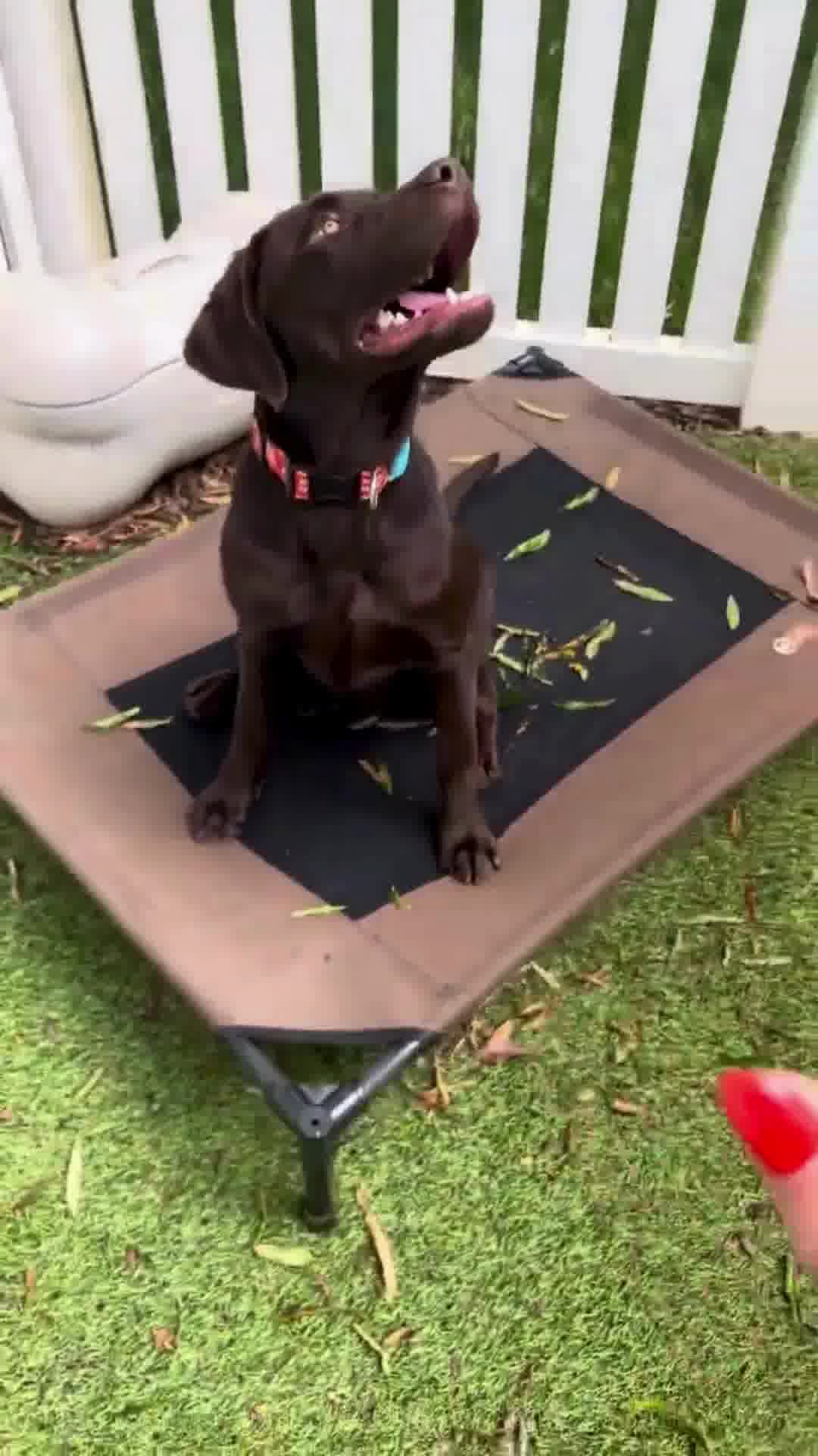 Prevent Puppy Problems Early!