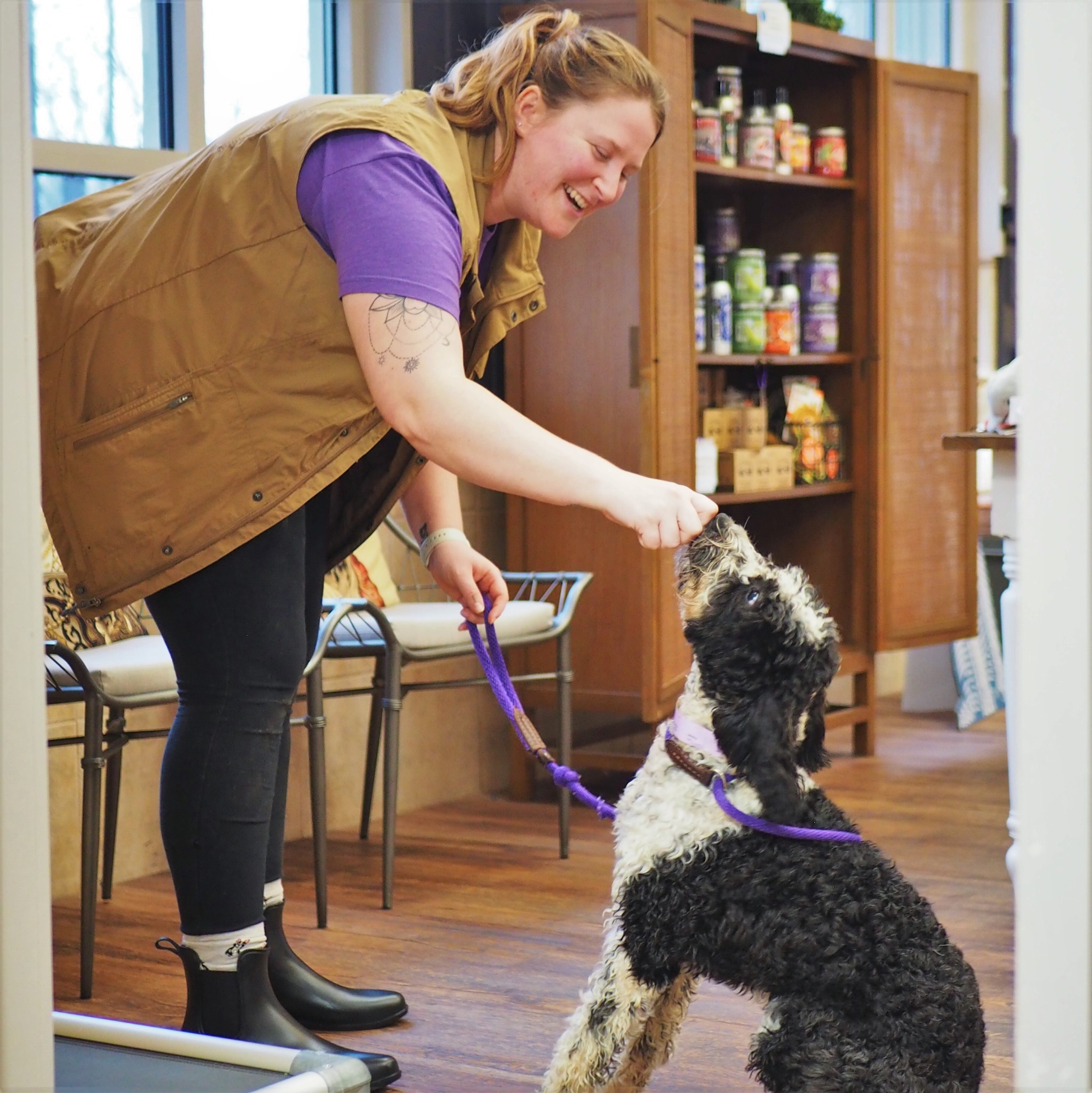 Pampered Pets Inn Dog Training ad creative