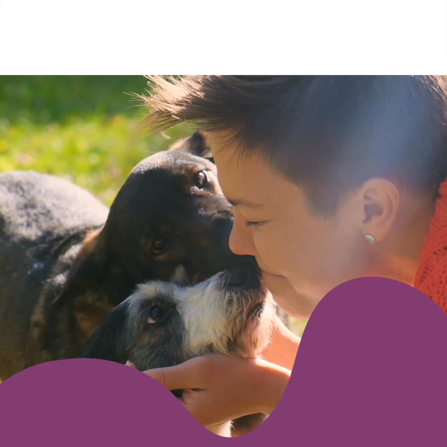 Park Your Paws Pet Boarding ad creative