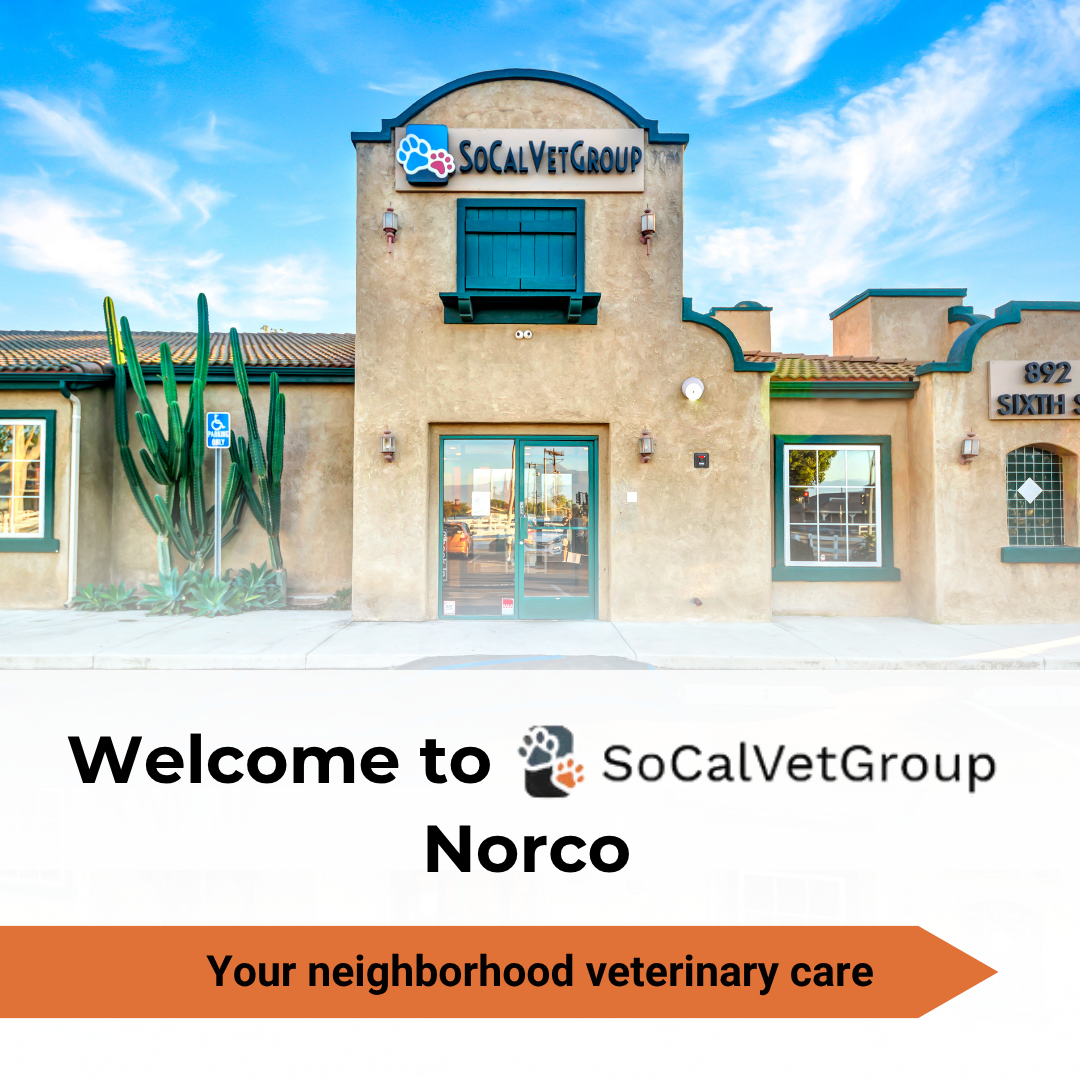 Southern California Veterinary Group Veterinarian ad creative