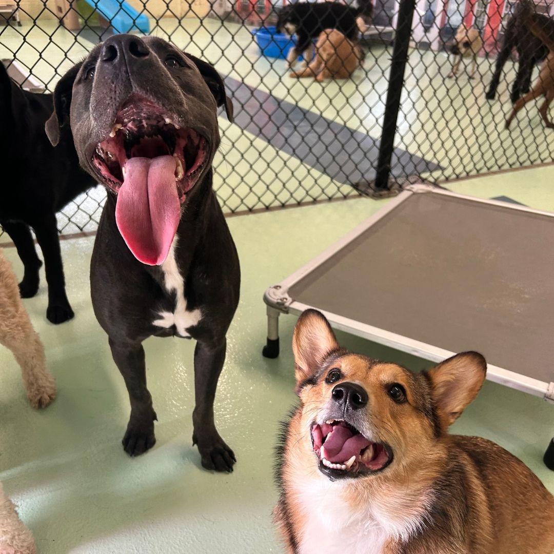 CityPets Animal Hospital