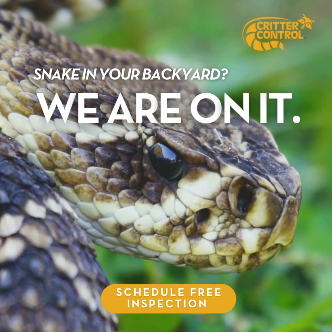 Critter Control of West Palm Beach Pest Control ad creative