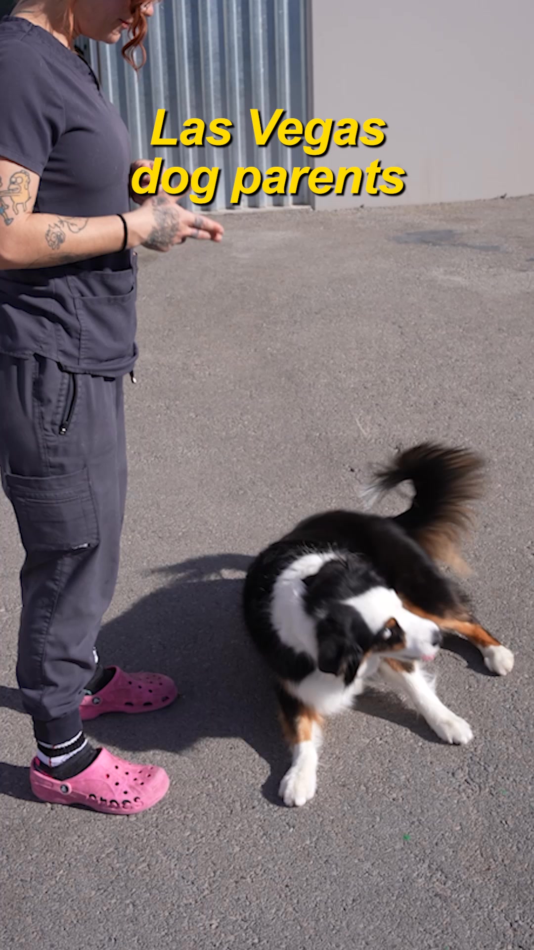 Furry Pet Resort Dog Training ad creative