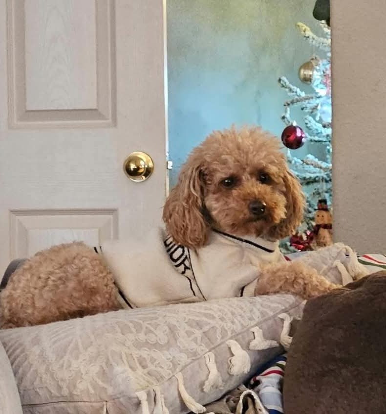 Kisses & Cuddles Pet Nannies