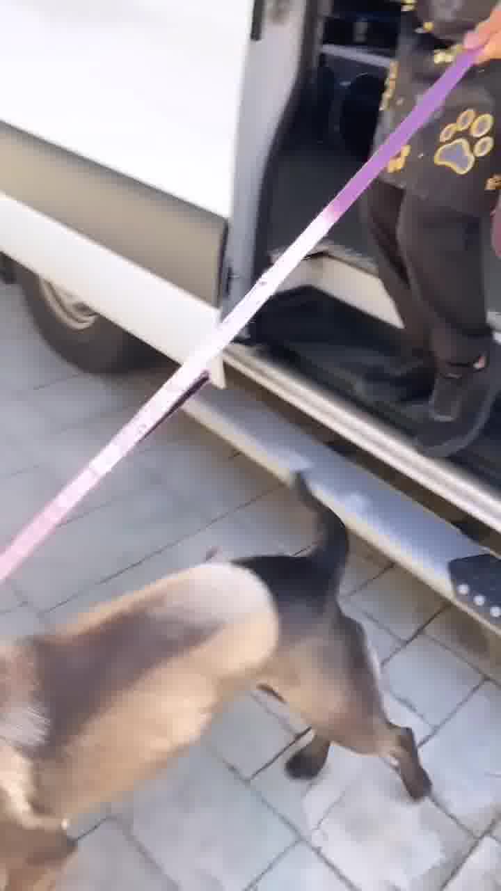 Luxury Doorstep Dog Groomer 🐶