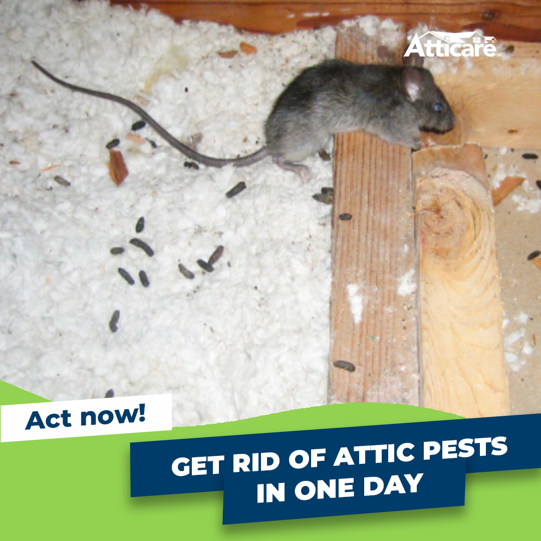 Get rid of attic pests in 1 day