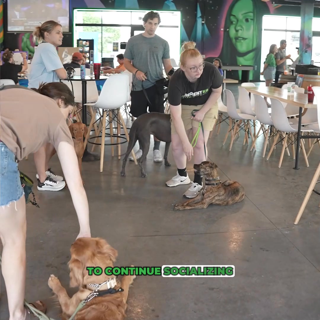 Reserve Your Free Dog Training Lesson