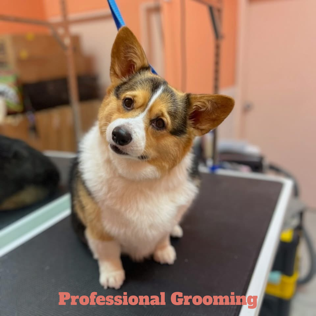 Metro Animals: 20 Years Trusted