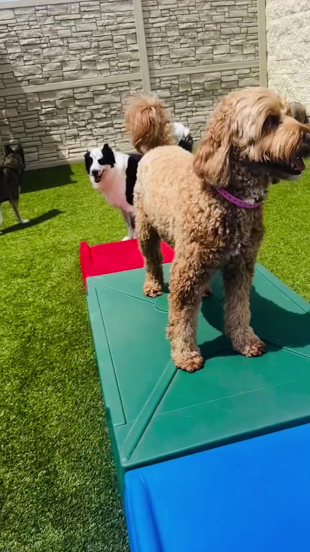 Today’s Pet Care Pick: K9 Resorts Rogers