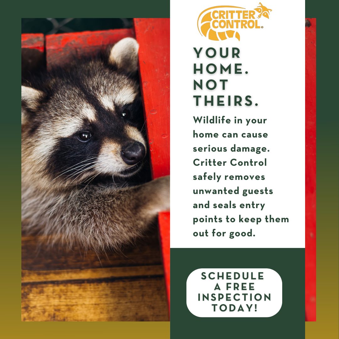 Expert Wildlife Removal