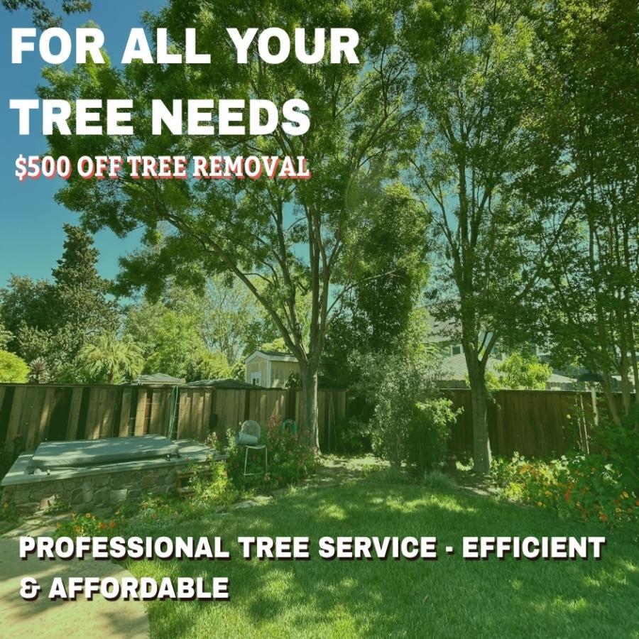 $500 OFF Tree Trimming Now!