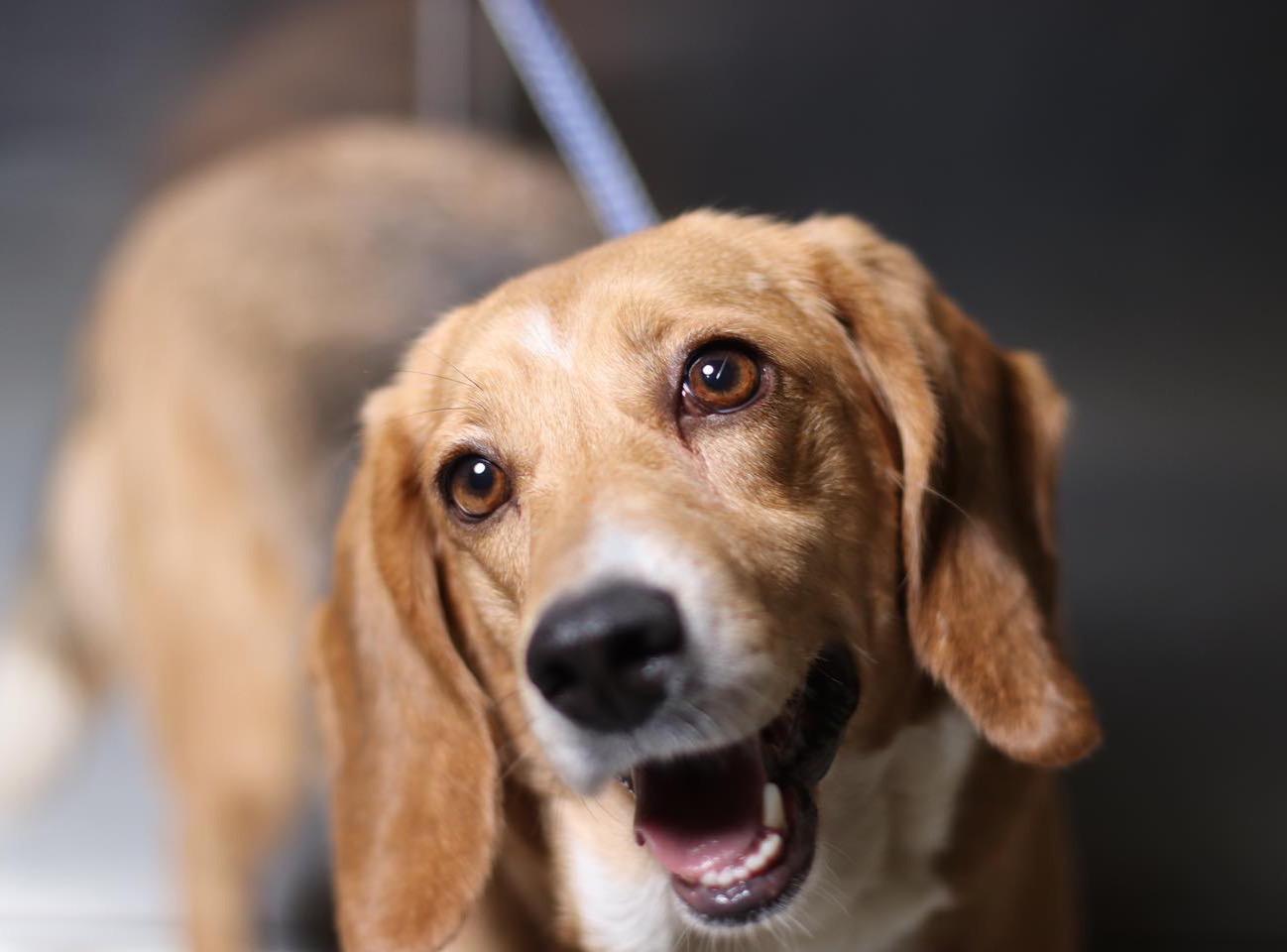 Making your pet’s medical care affordable and budget friendly.