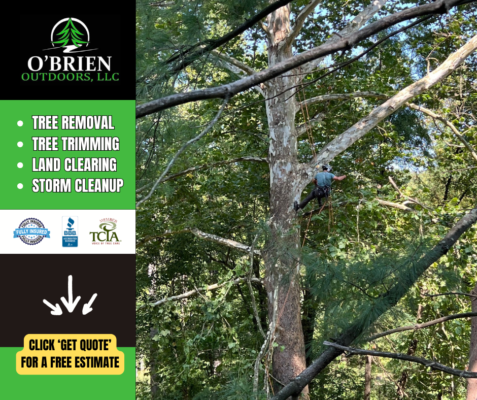 Maryland's #1 Go-To Tree Removal Experts