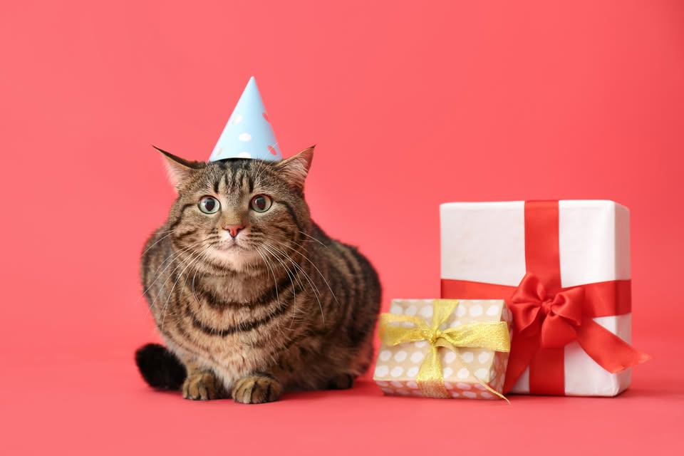 More Pet Birthdays