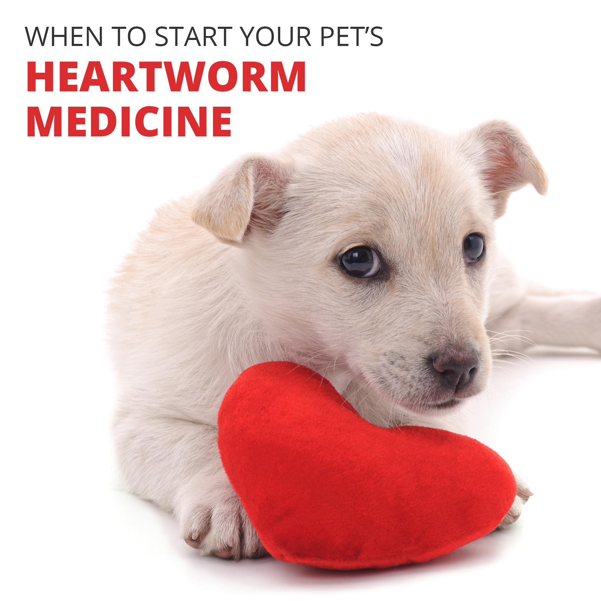 Windermere Veterinary Services Veterinarian ad creative