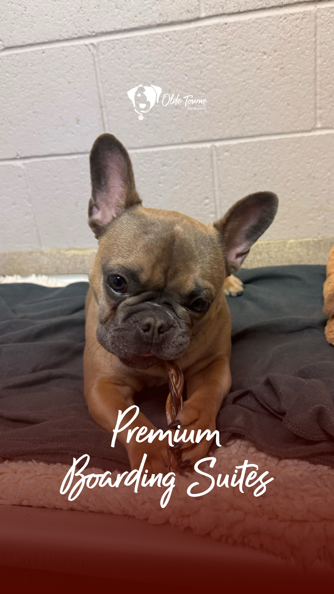 Olde Towne Pet Resort Pet Boarding ad creative