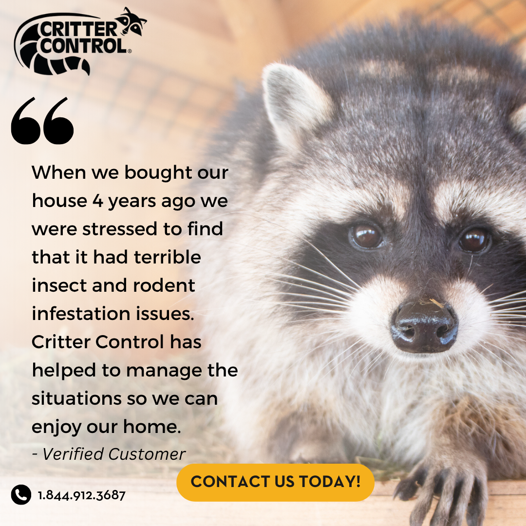 Fast & Reliable Wildlife Removal
