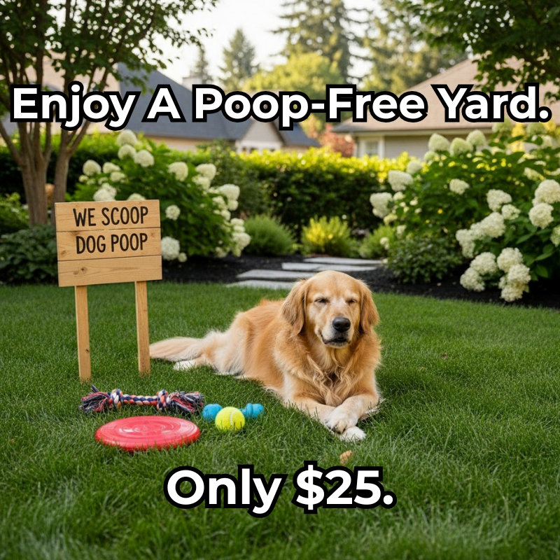 Jax Scoops Pet Sitting ad creative