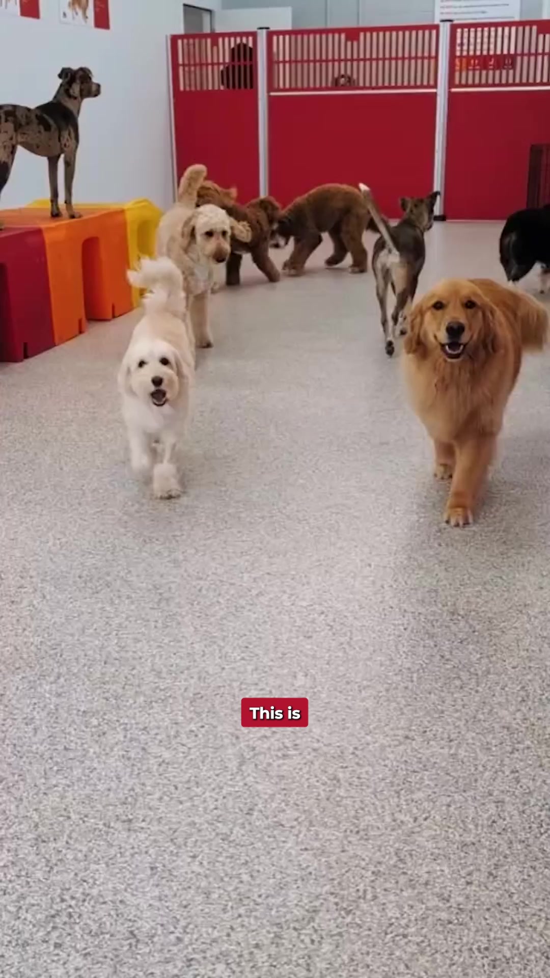 Today's Pet Care Pet Boarding ad creative