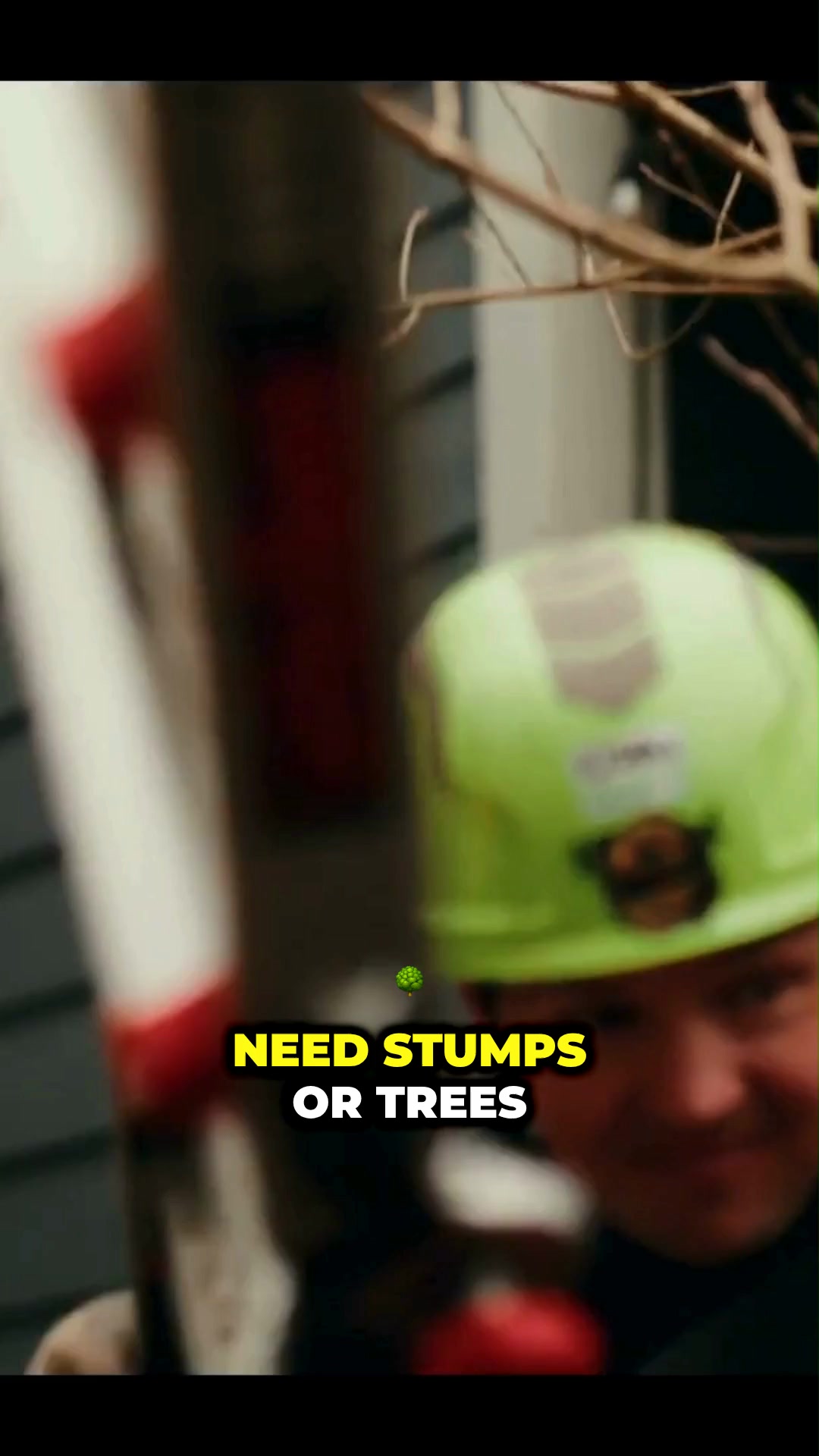 Expert Tree Trimming Starting at $799