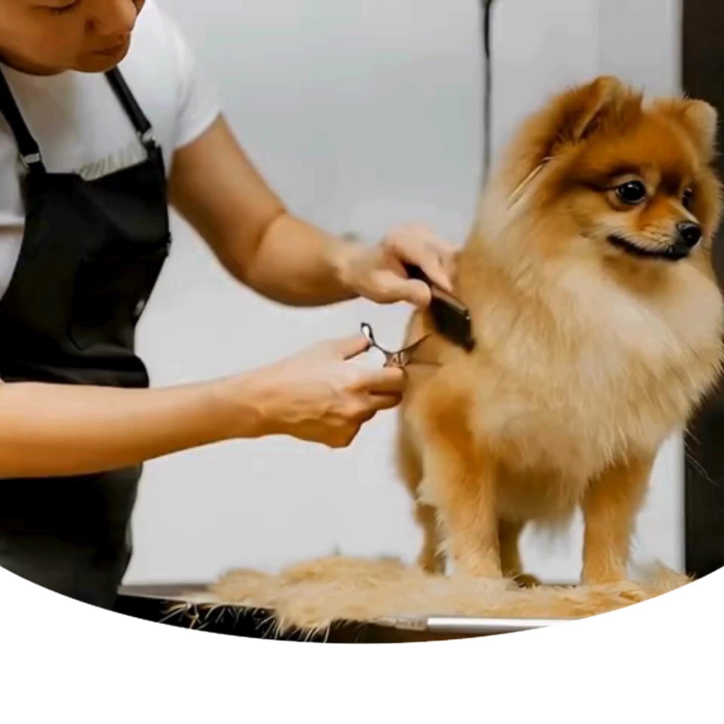 Detroit’s Award-Winning Dog Grooming - Call Now!