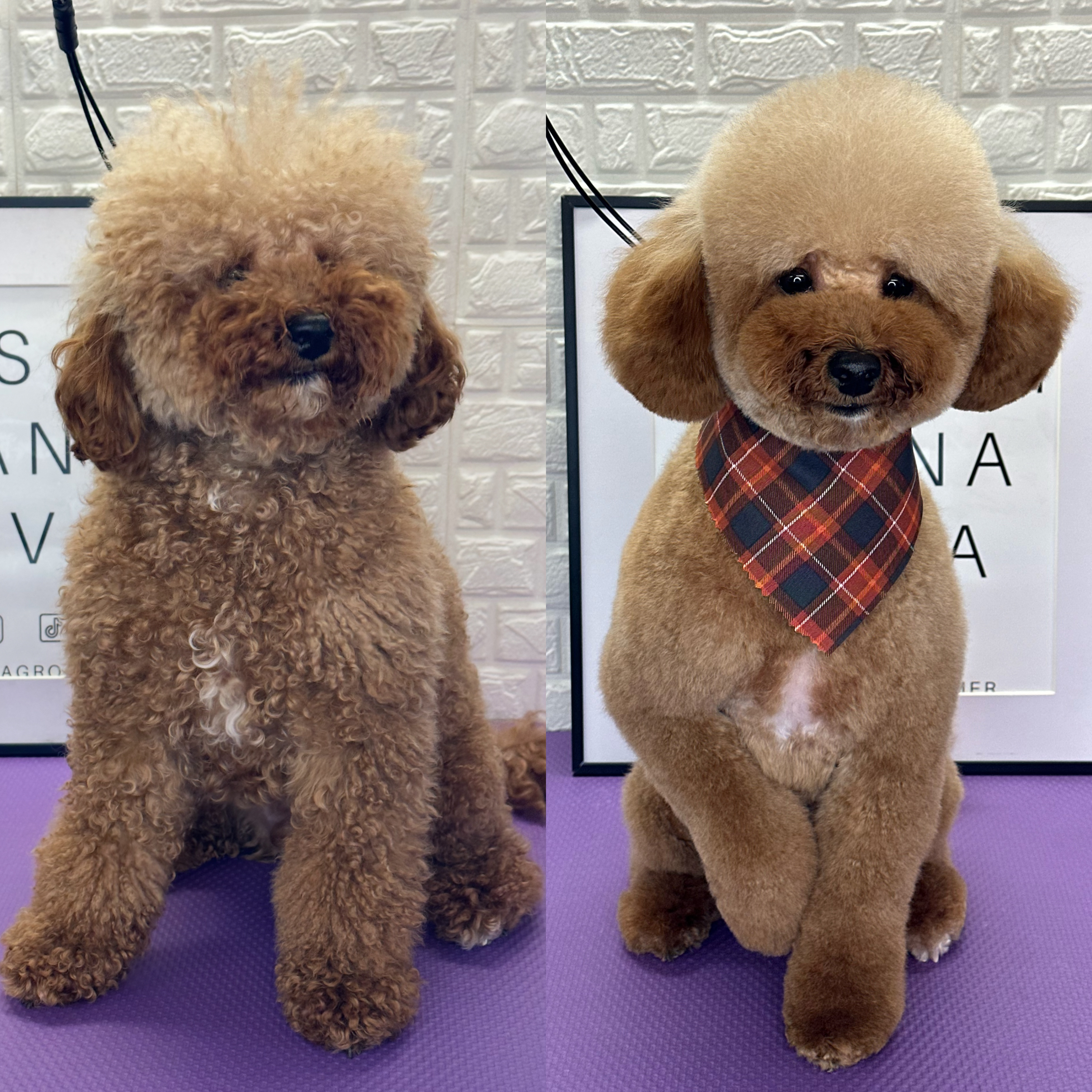 Request Your Grooming Appointment